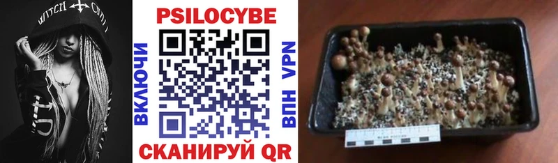 Галлюциногенные грибы Psilocybe  Жигулёвск 
